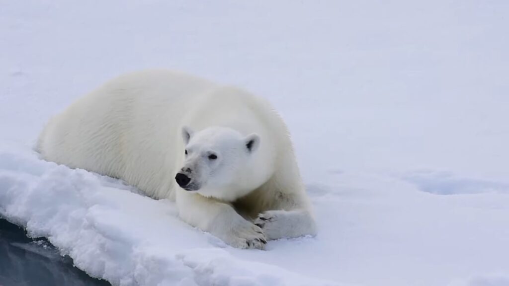 10 facts about Polar bears