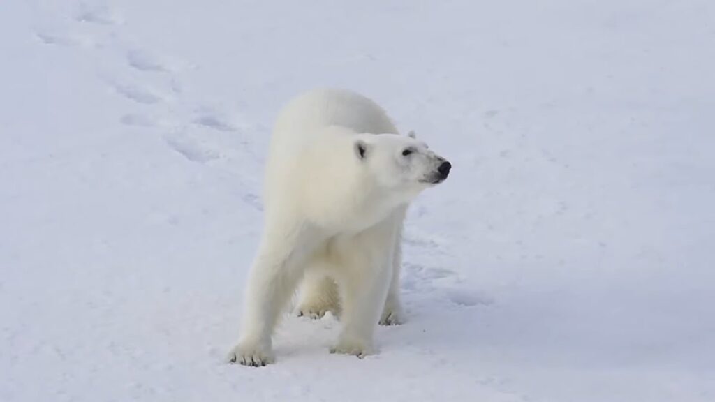 Polar Bear Facts