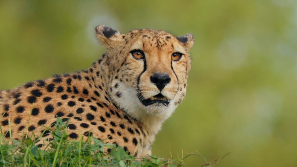 cheetah Conservation Efforts - facts about cheetahs
