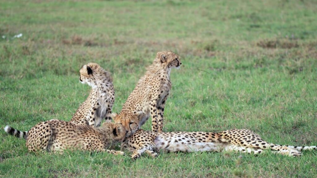 cheetah Cubs’ High Mortality Rate - facts about cheetahs

