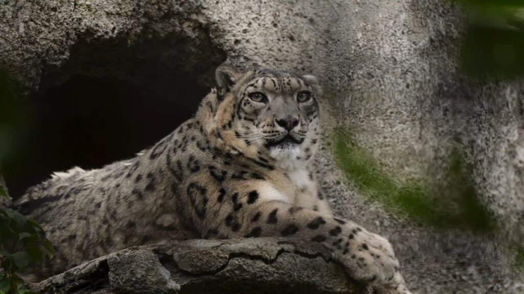 facts about snow leopards