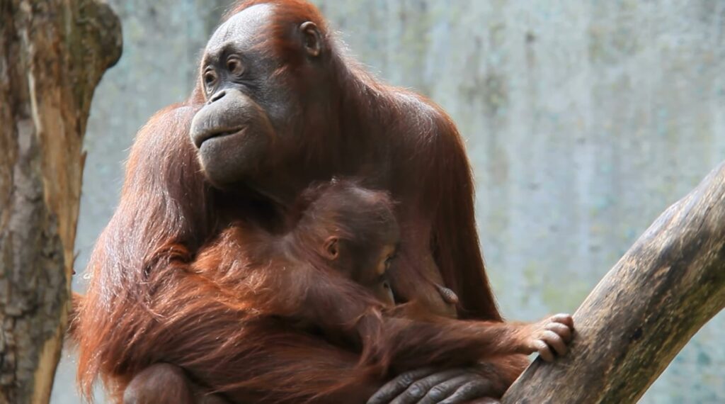 Orangutans conservation