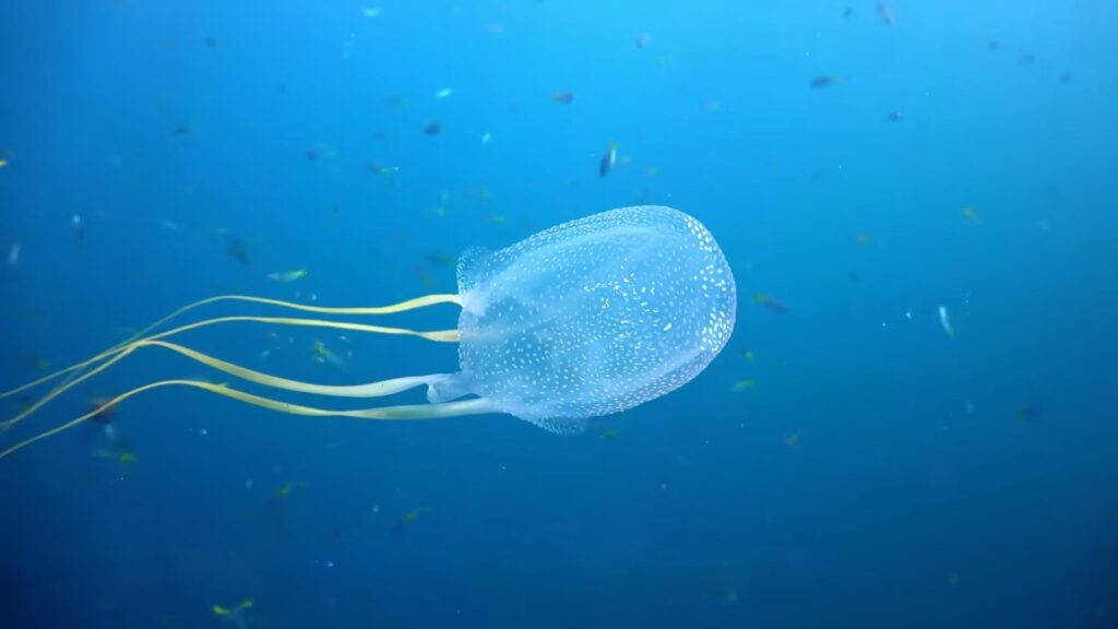 Box Jellyfish - most deadly sea creature