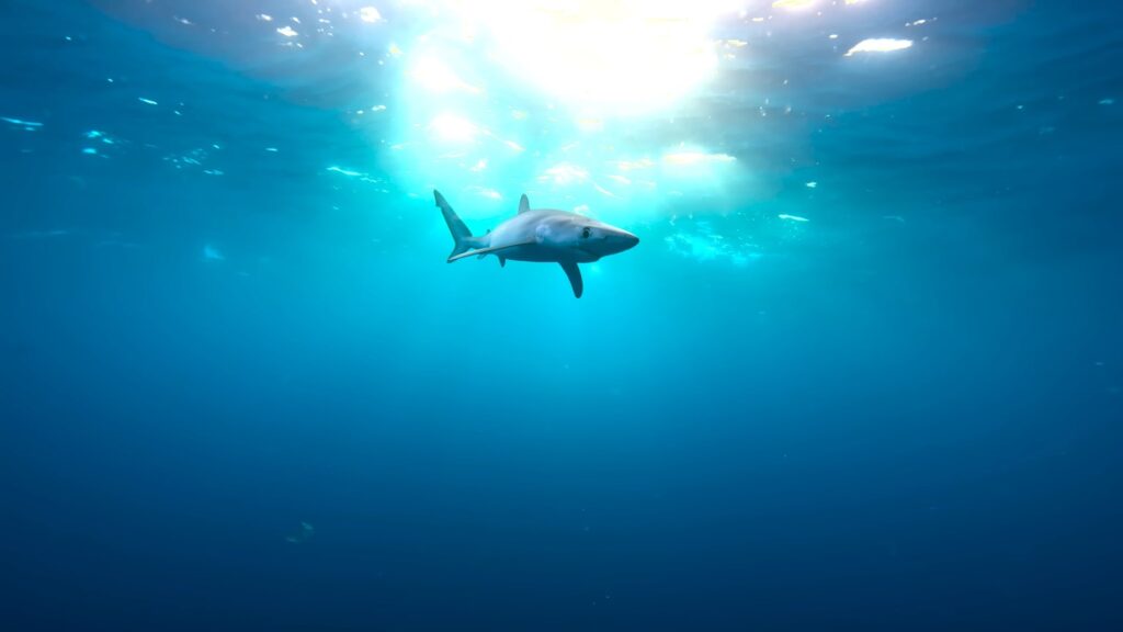 Great White Shark - deadly sea creatures