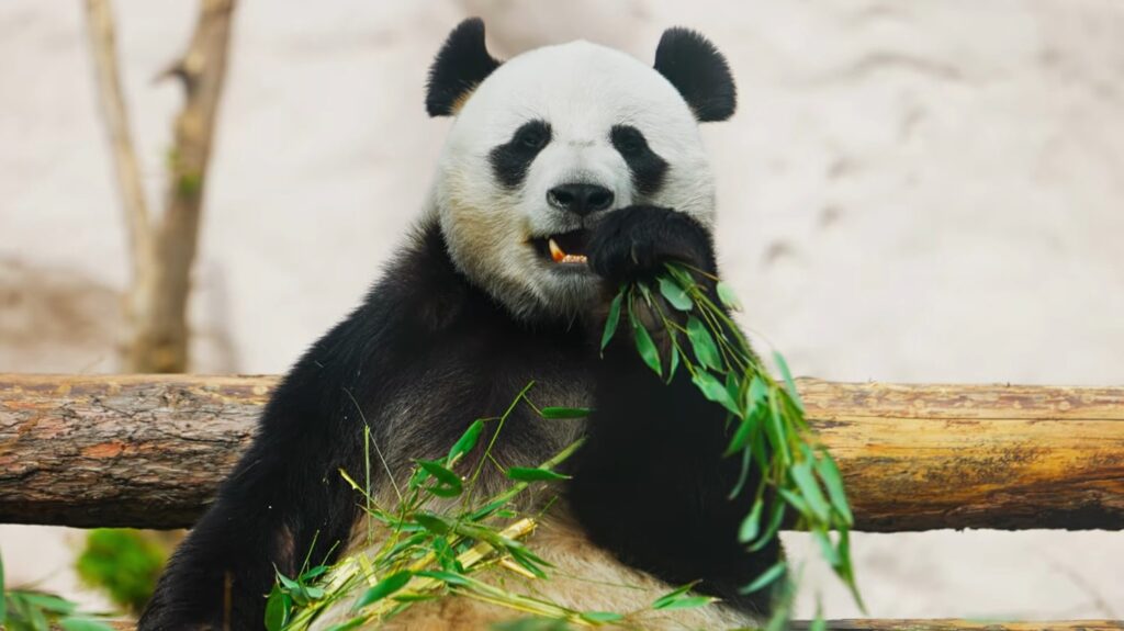 interesting facts about pandas - Panda Low Energy Diet