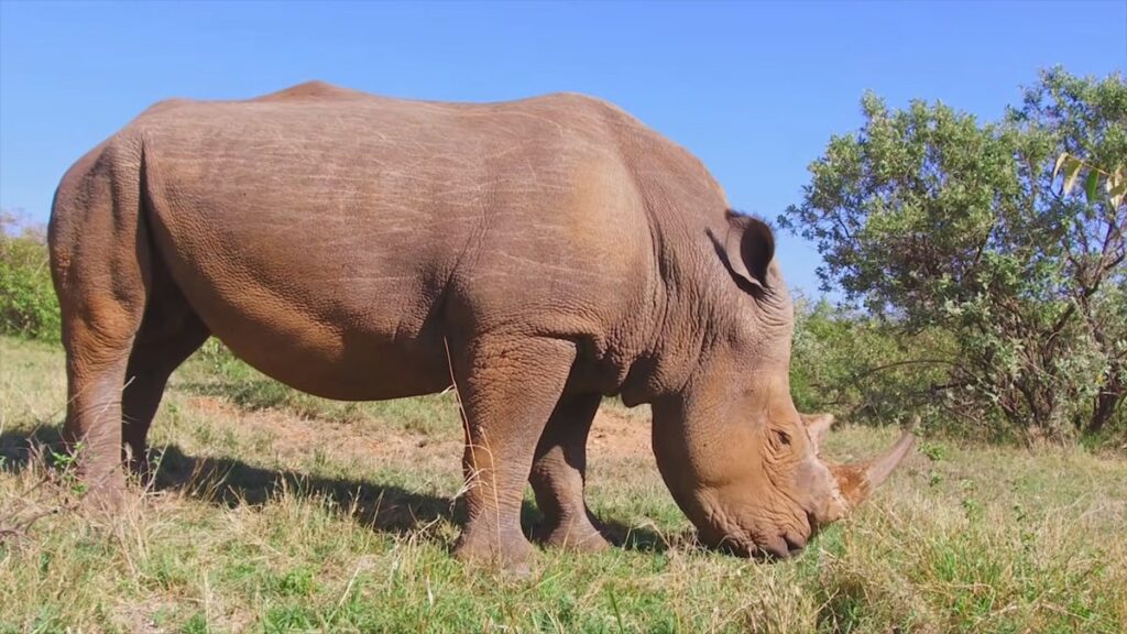 Rhino Armor-Like Skin - Interesting facts about rhinos