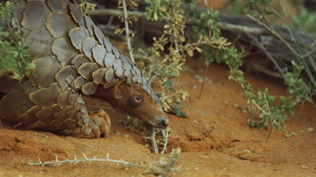 species of pangolin - 10 facts about pangolins