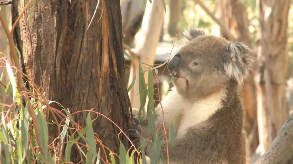 10 facts about Koala