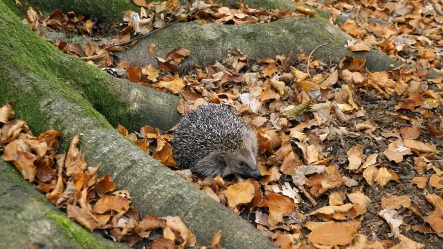 10 facts about hedgehogs