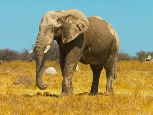 African Bush Elephant photos