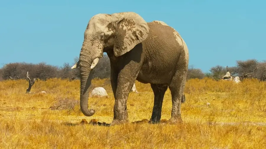 African Bush Elephant photos - top 10 largest animals in the world