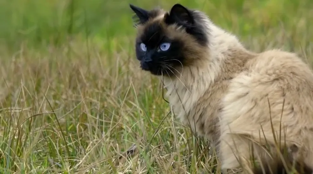 Balinese Cat Breed Siameses in Silk Robes