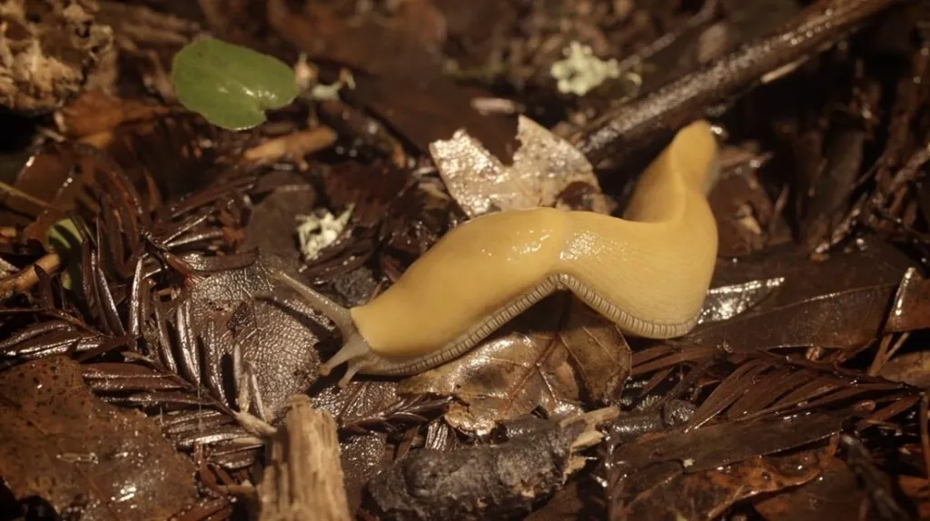 Banana Slug pictures - Slowest Animals in the World