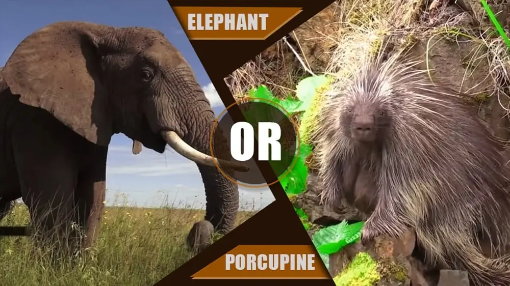 Best Fighting Animal Elephant or Porcupine