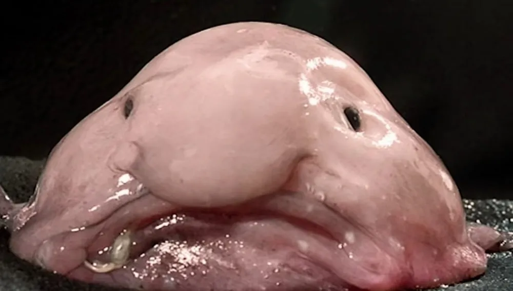 Blobfish pictures - Top 10 Weirdest Animals