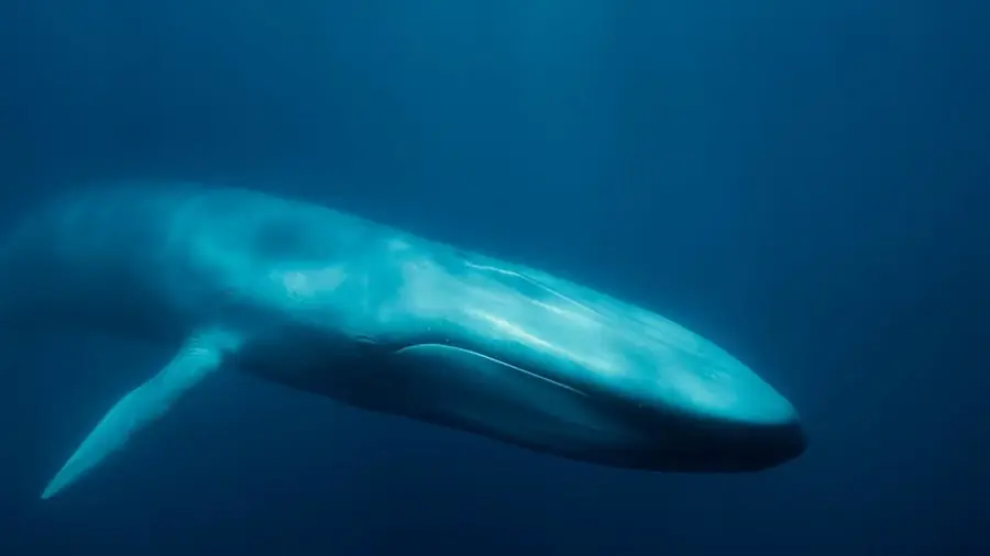Blue Whale photos - top 10 largest animals in the world