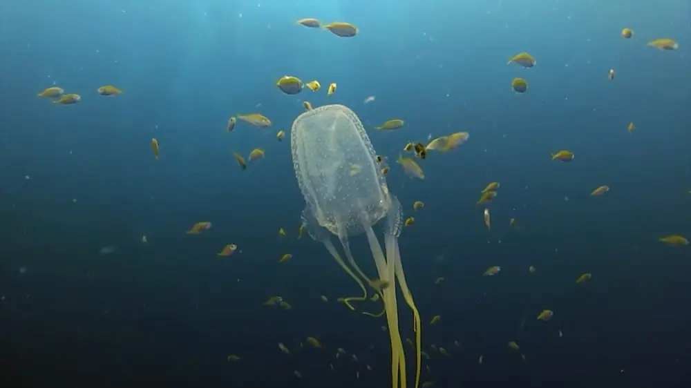 Box Jellyfish photos - top 10 scary animals