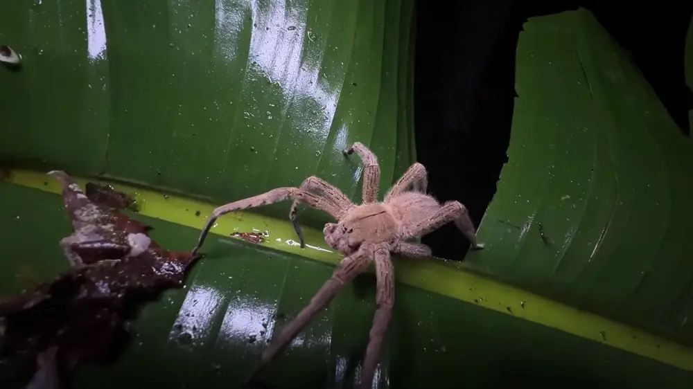 Brazilian Wandering Spider photos