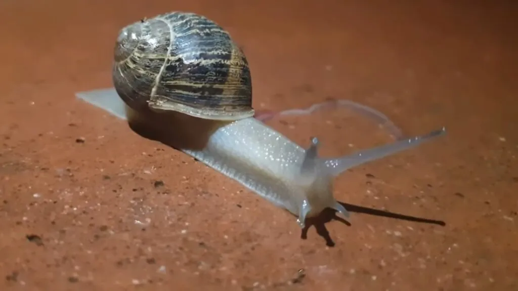 Garden Snail pictures - Slowest Animals in the World