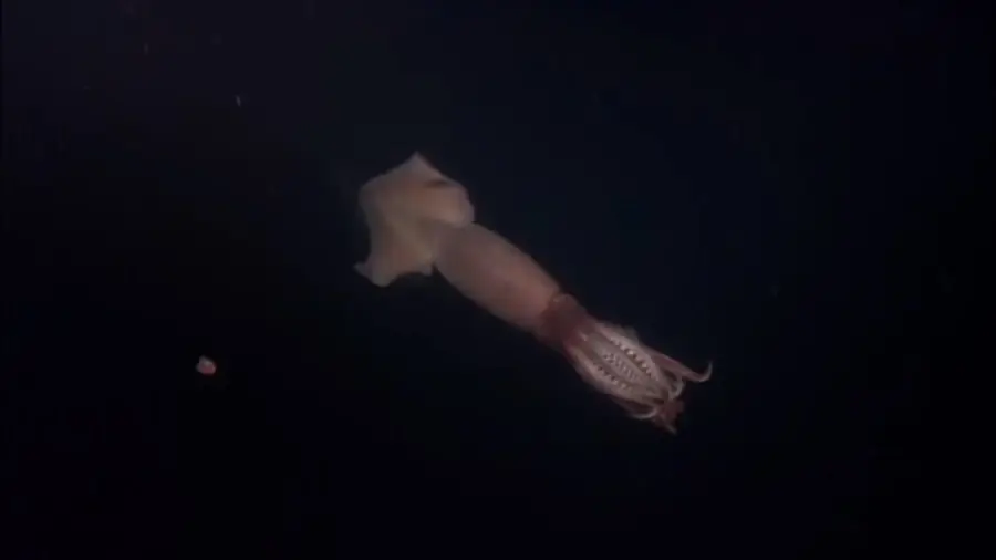 Giant Squid photos - top 10 largest animals in the world