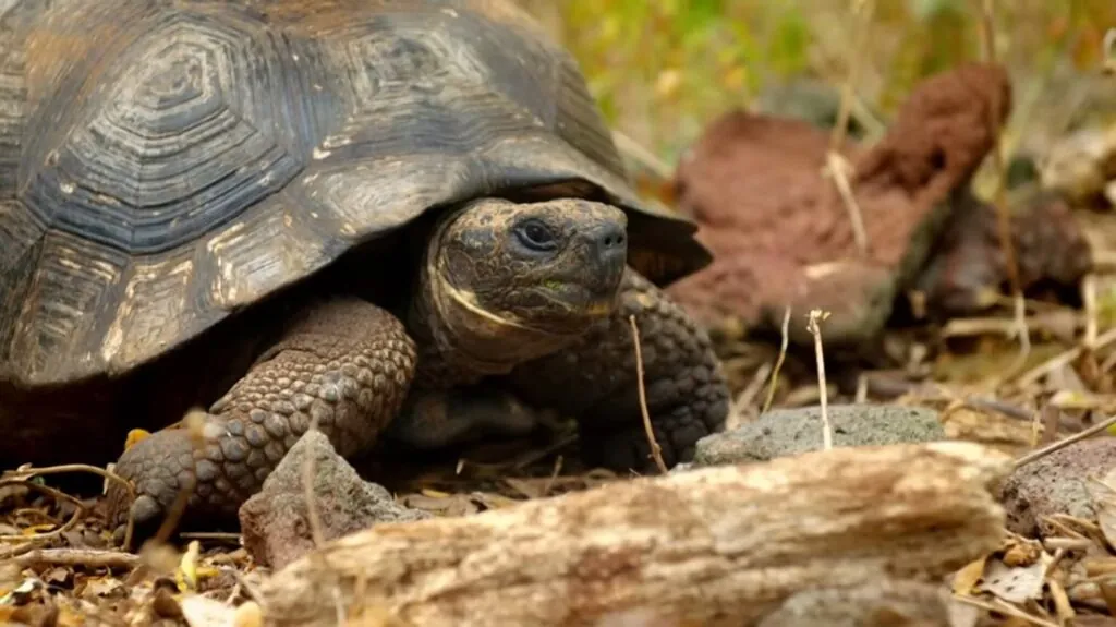 Giant Tortoise pictures - Slowest Animals in the World
