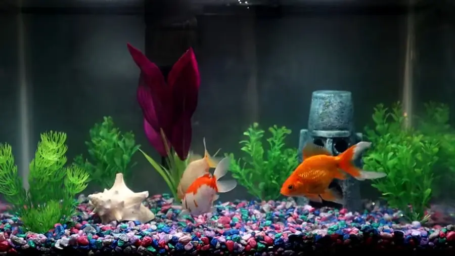 Goldfish photos