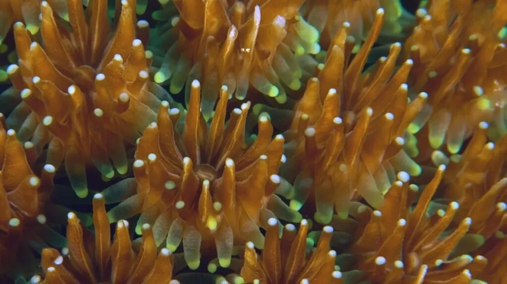 Hard coral polyps (Hexacorallia)