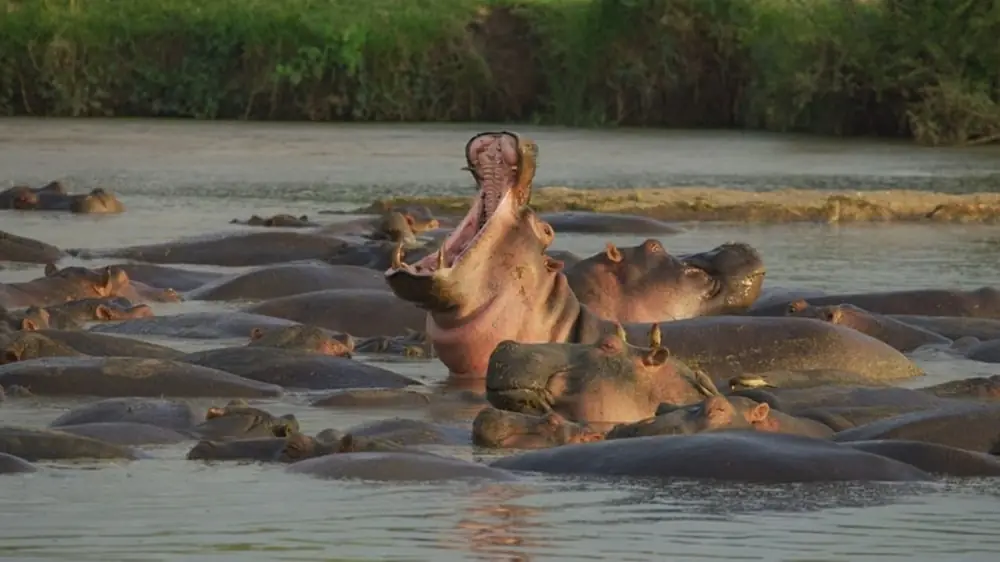 Hippopotamus photos - top 10 scary animals