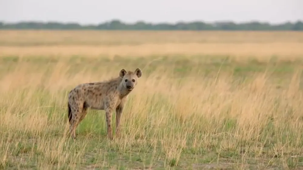 Hyenas photos - top 10 scary animals