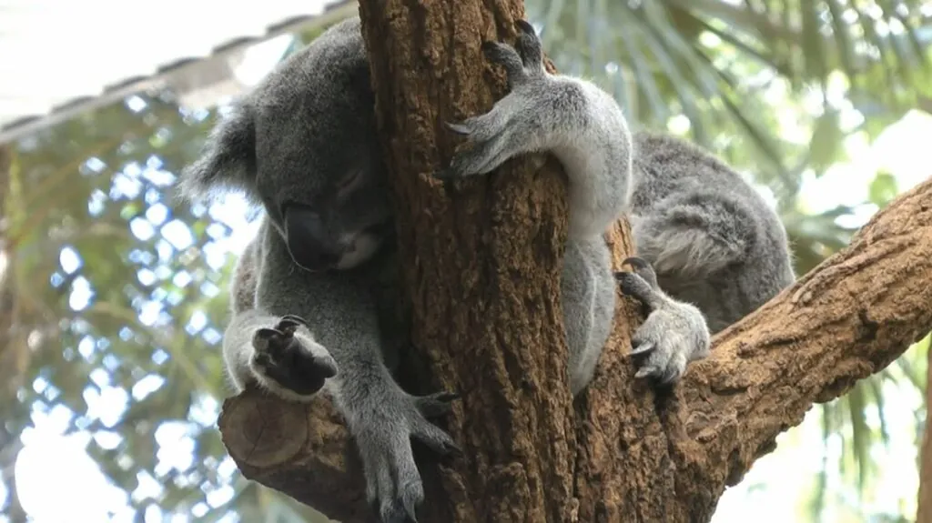 Koala fun facts