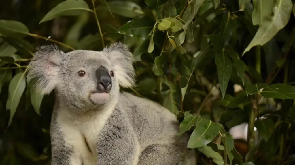Koala pictures - Slowest Animals in the World