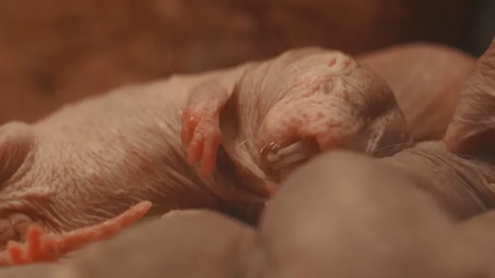 Naked Mole-Rat - Top 10 Weirdest Animals
