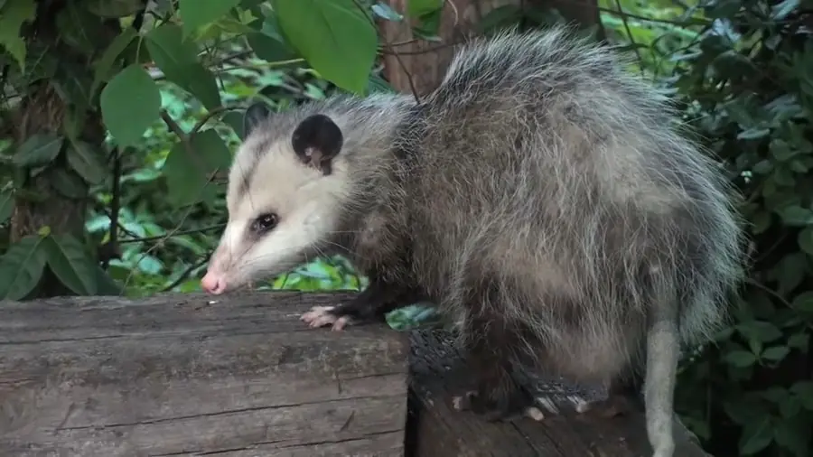 Opossum photos - animals with best sense of smell