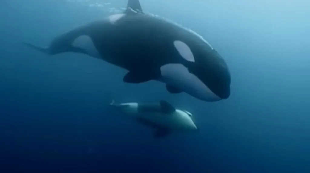 Orca Whale Reproduction and Life Cycles
