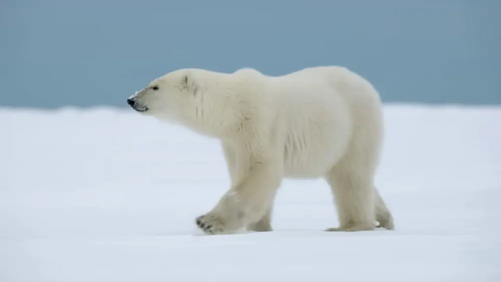 Polar Bear photos - top 10 scary animals