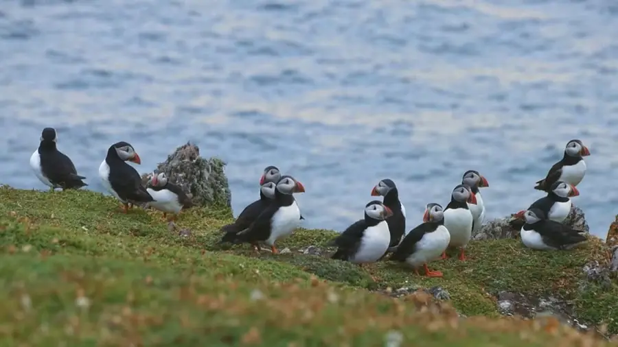 Puffins fun facts