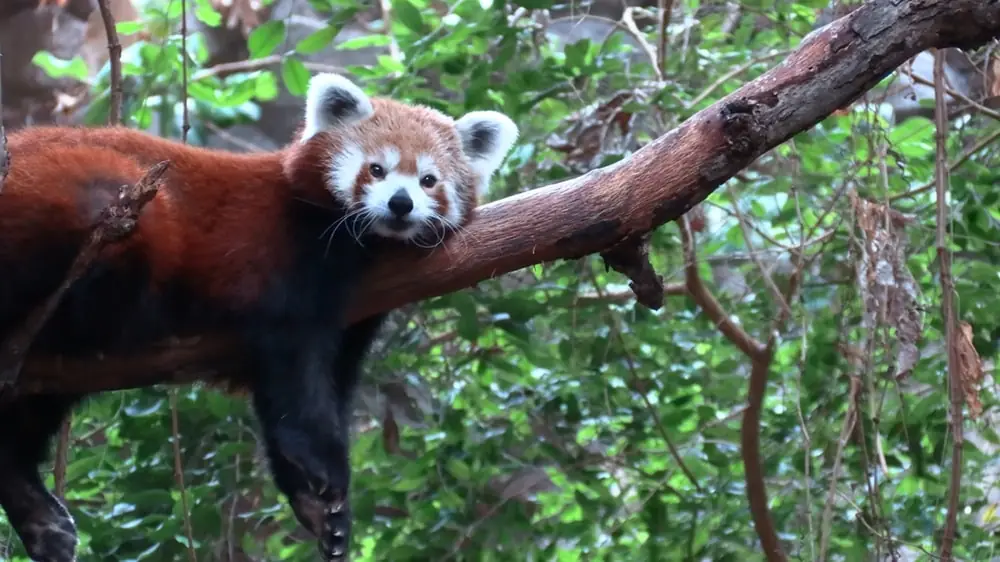 Red Pandas facts for kids
