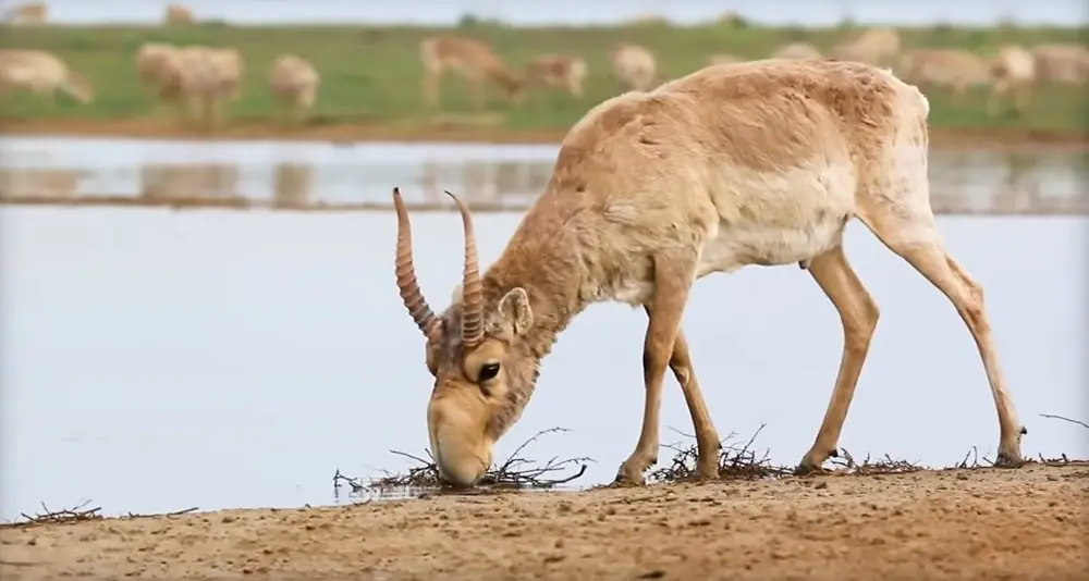 Saiga Antelope - Top 10 Weirdest Animals