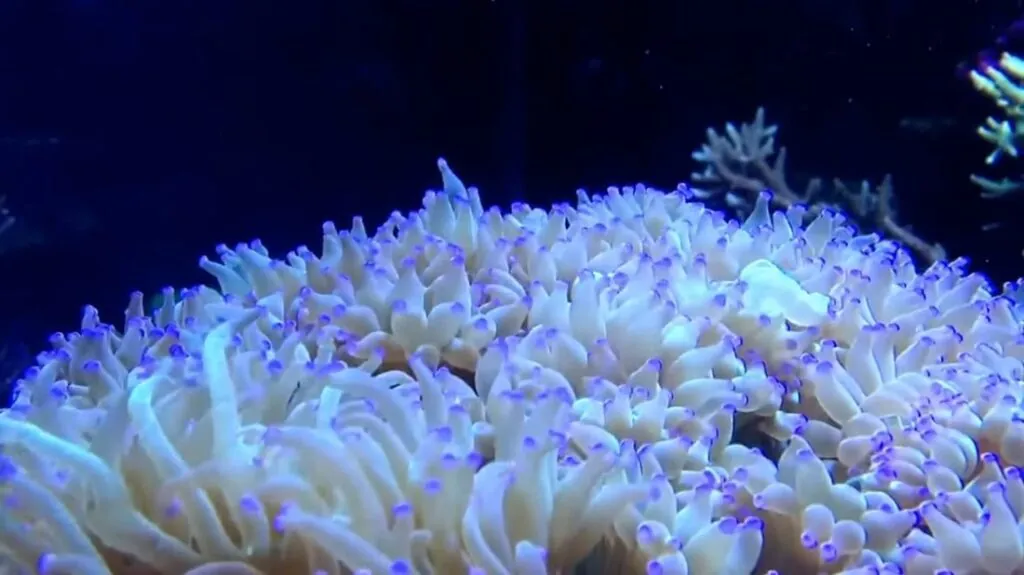 Sea Anemone pictures