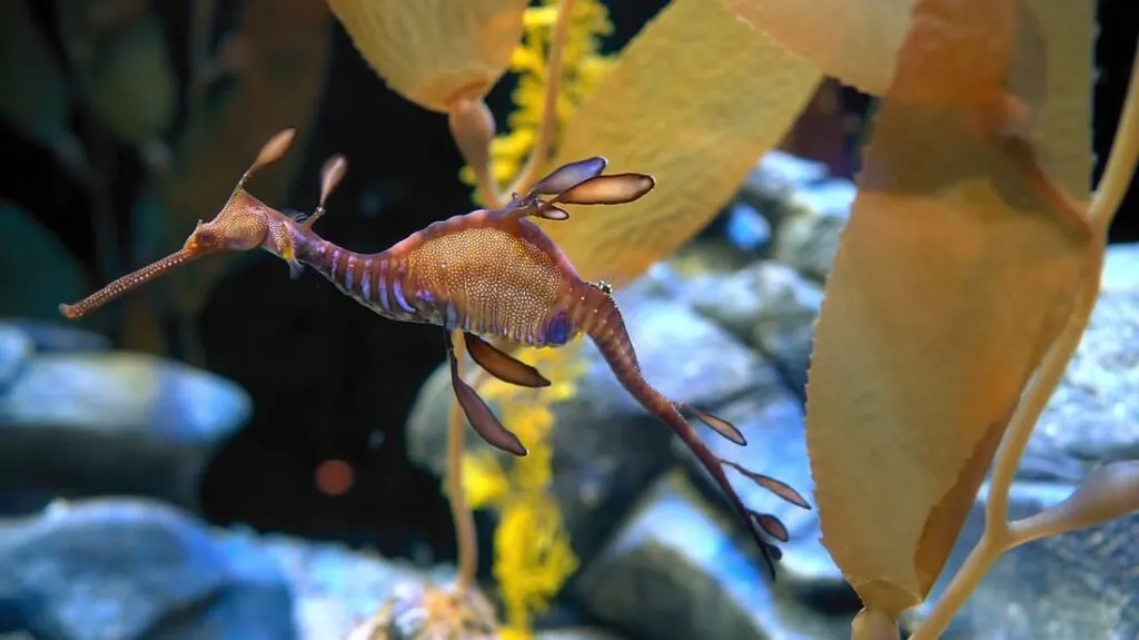 Seahorse pictures