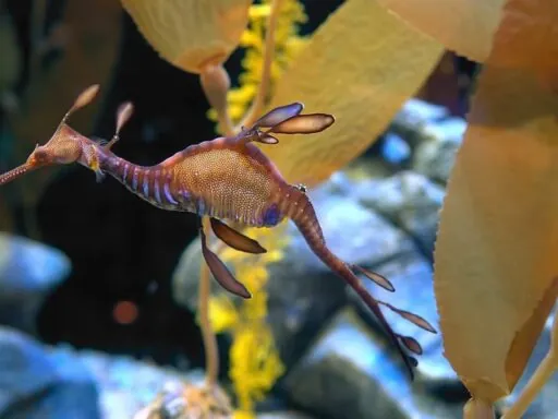 Seahorse pictures