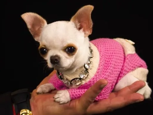 Smallest Dog in the World