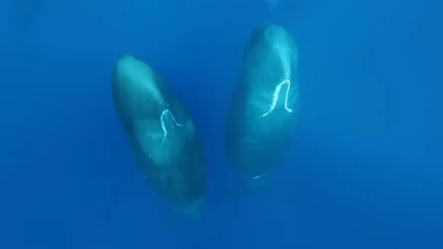Sperm Whale photos