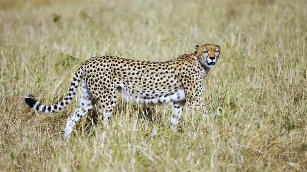 cheetah - Fastest mammal on land -Fastest animal on land