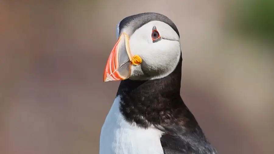 facts about Puffins