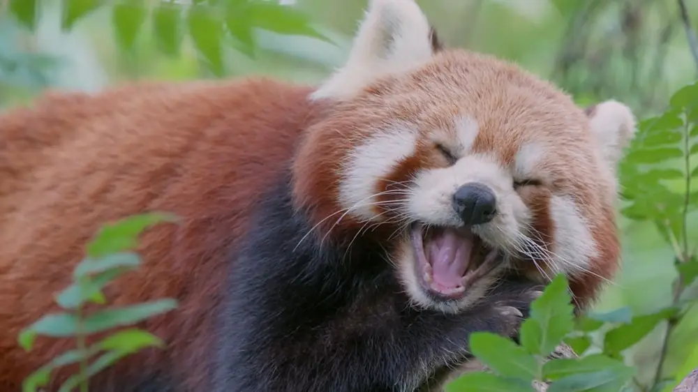 facts about Red Pandas
