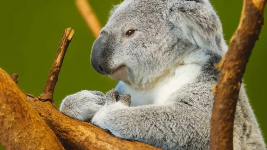 interesting facts about Koala