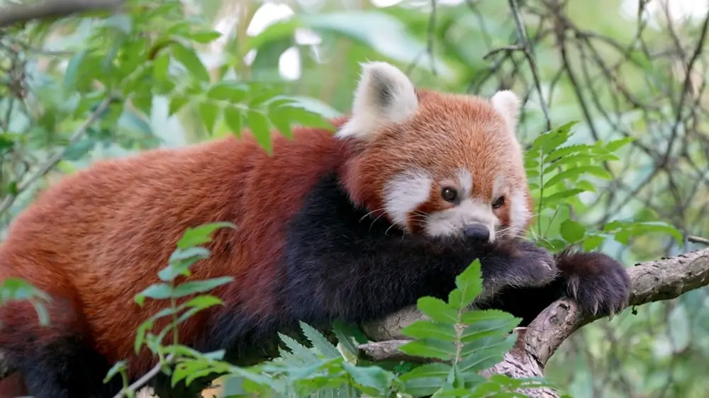 interesting facts about Red Pandas
