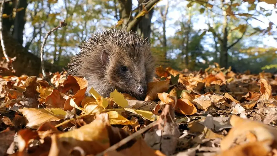 interesting facts about hedgehogs