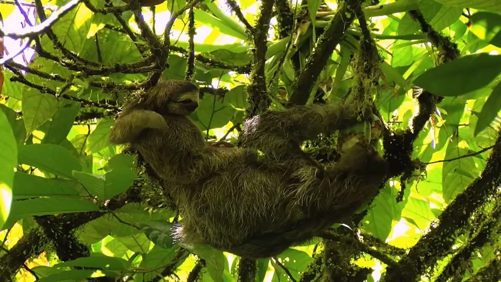 interesting facts about sloths